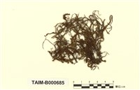 藏品(牛舌苔屬)的圖片